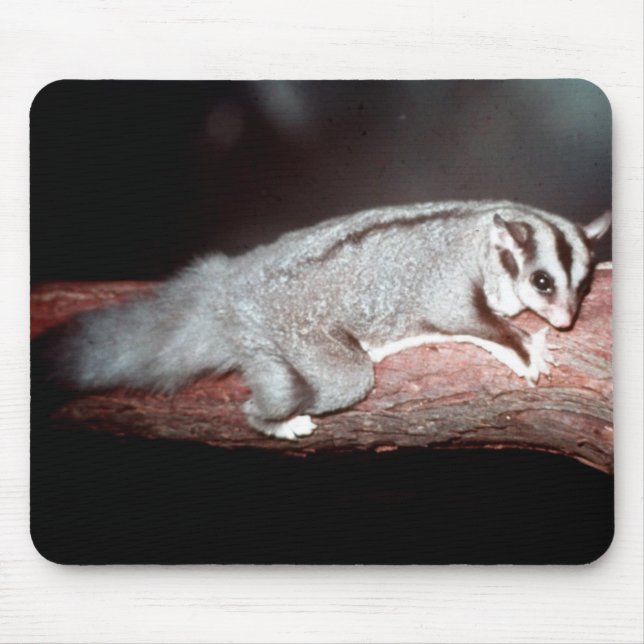 Tapis De Souris Glider de sucre - Petaurus breviceps (Devant)