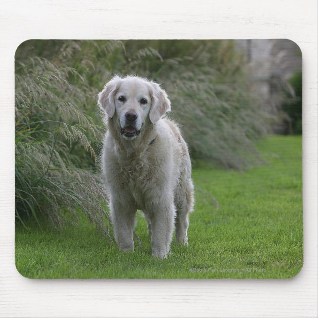 Tapis De Souris Golden retriever courant 2 (Devant)