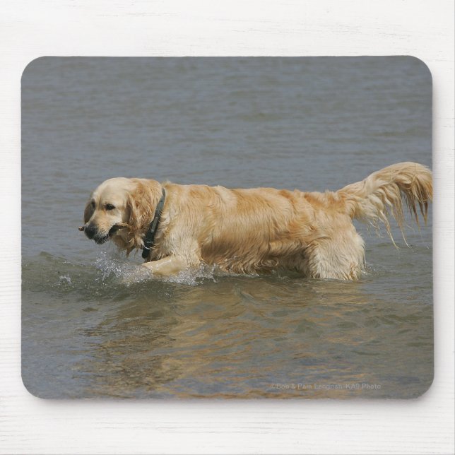 Tapis De Souris Golden retriever dans l'eau (Devant)