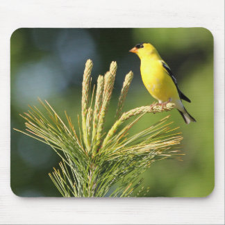 Tapis De Souris Goldfinch américain sur la carte souris