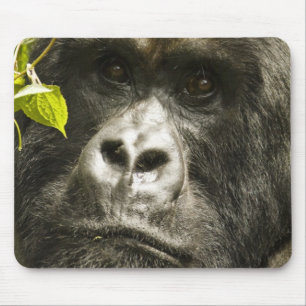 Tapis De Souris Gorille des montagnes, Gorilla beringei beringei,