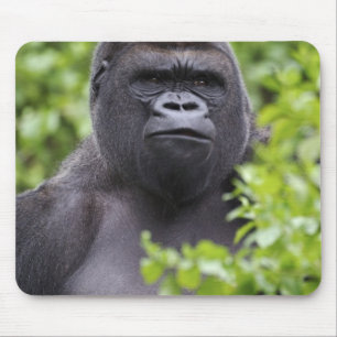 Tapis De Souris Gorille des plaines à dos argenté, Gorilla gorilla
