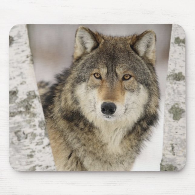 Tapis De Souris Grand beau loup gris dans le sauvage (Devant)