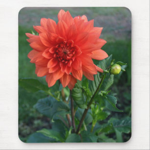 Tapis De Souris Grand bourgeon floral orange de dahlia