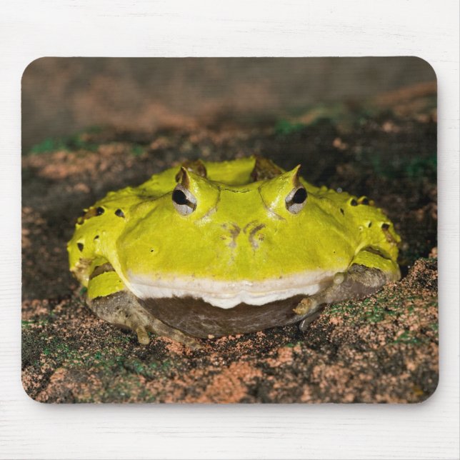 Tapis De Souris Grenouille corne brésilienne, Ceratophrys cornuta, (Devant)