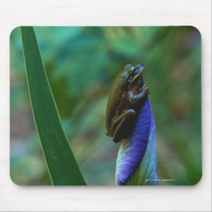 Tapis De Souris Grenouille d'arbre verte sur l'iris