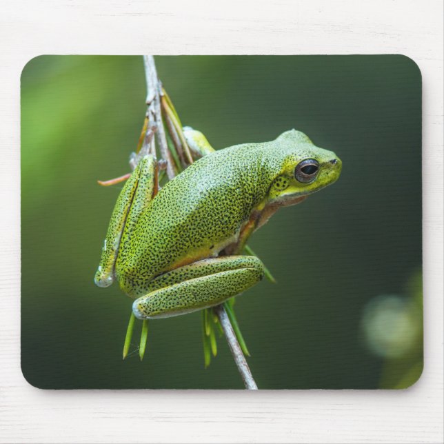 Tapis De Souris Grenouille des arbres (Devant)