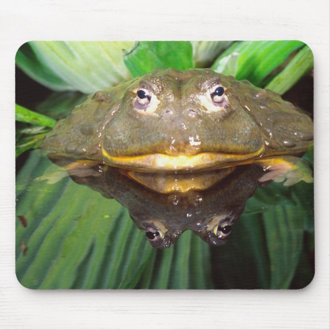 Tapis De Souris Grenouille-taureau africaine, Pyxicephalus 2 (Devant)