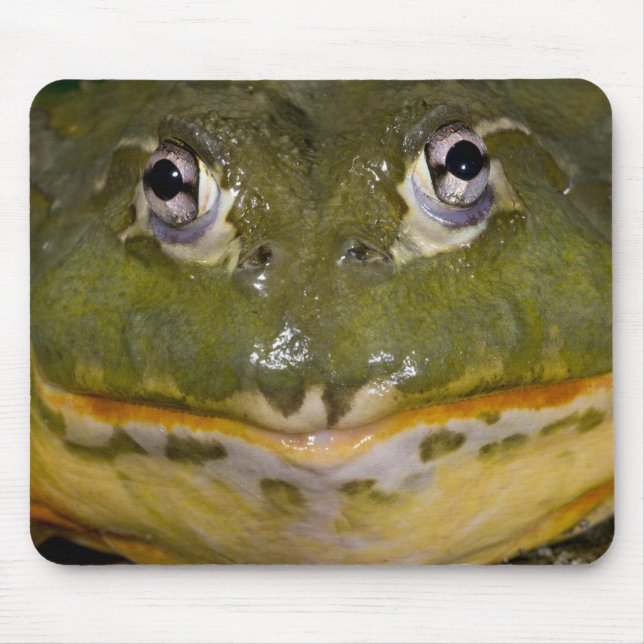 Tapis De Souris Grenouille-taureau, Pyxicephalus (Devant)