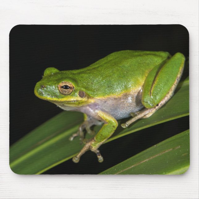 Tapis De Souris Grenouille verte (Hyla cinerea) 2 (Devant)