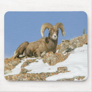 Tapis De Souris Gros mouton de corne