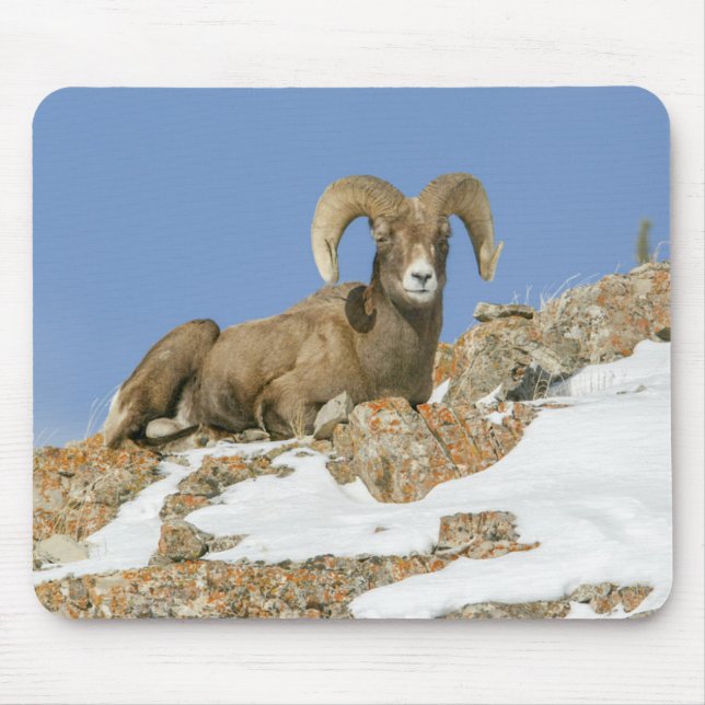 Tapis De Souris Gros mouton de corne (Devant)