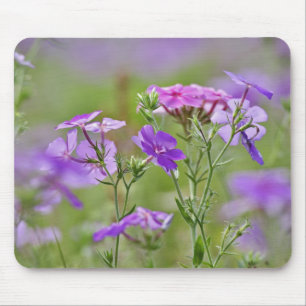 Tapis De Souris Gros plan de Drummond Phlox, Phlox drummondi, 2