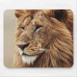 Tapis De Souris Gros plan de lion mâle