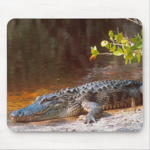 Tapis De Souris Gros plan d'un alligator américain au J.N.