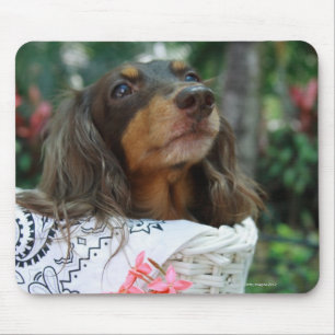Tapis De Souris Gros plan d'un chien Dachshund assis dans un panie