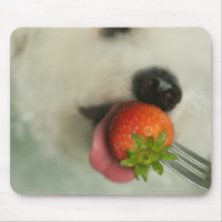Gros plan d'une Bichon Frise mangeant une fraise
