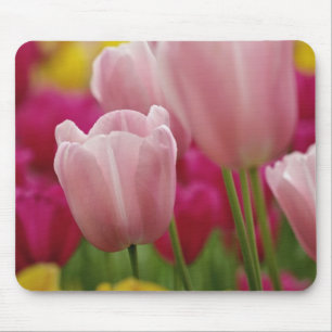 Tapis De Souris Gros plan sur une fleur de tulipe, jardins de Kuek