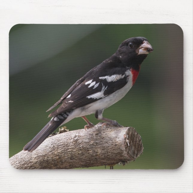 Tapis De Souris Grosbeak à Rose mâle (Devant)