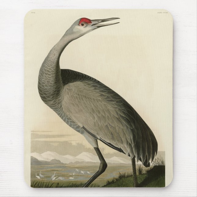 Tapis De Souris Grue de Sandhill d'Audubon's Birds of America (Devant)