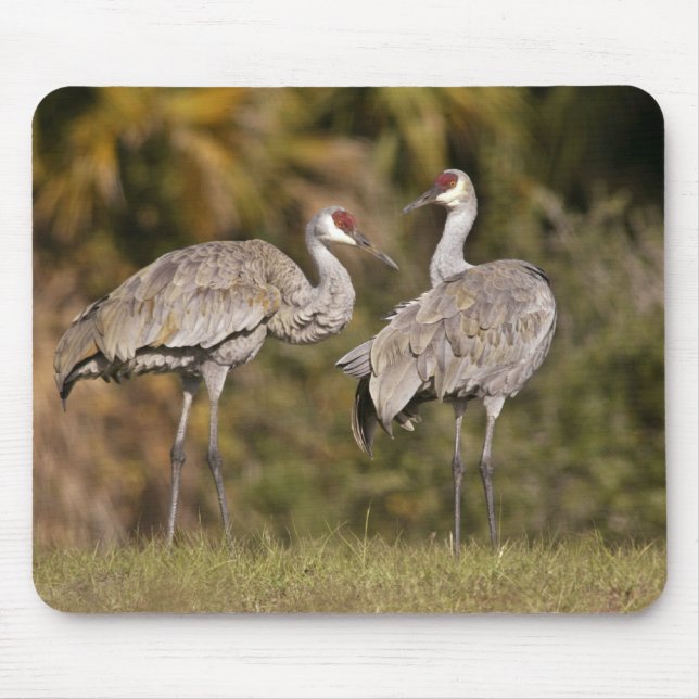 Tapis De Souris Grues de Sandhill (Devant)