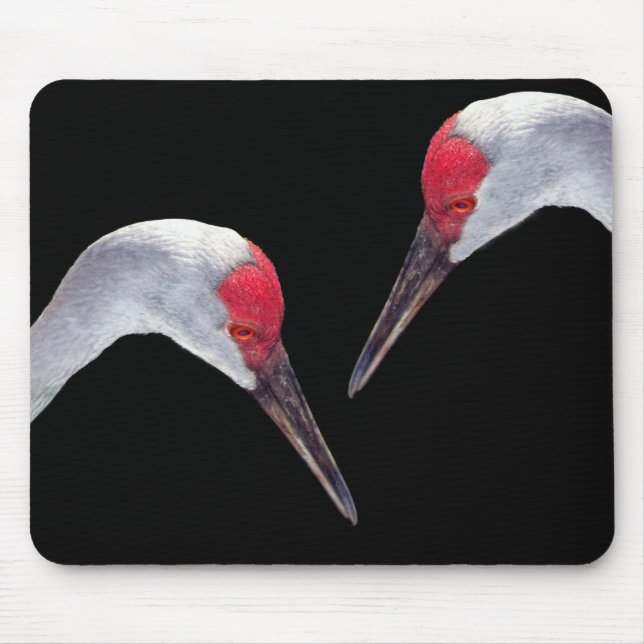 Tapis De Souris Grues de Sandhill (Devant)