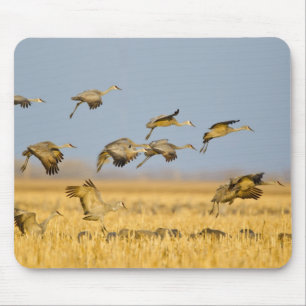 Tapis De Souris Grues du Canada atterrissent dans des champs de ma
