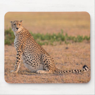 Tapis De Souris Guépard se reposant tôt le matin