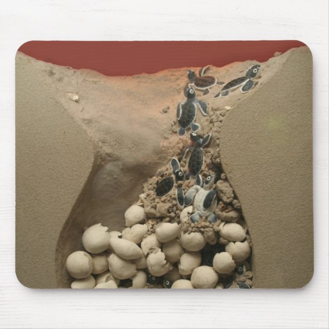 Tapis De Souris Hachure d'oeufs de tortue de bébé (Devant)