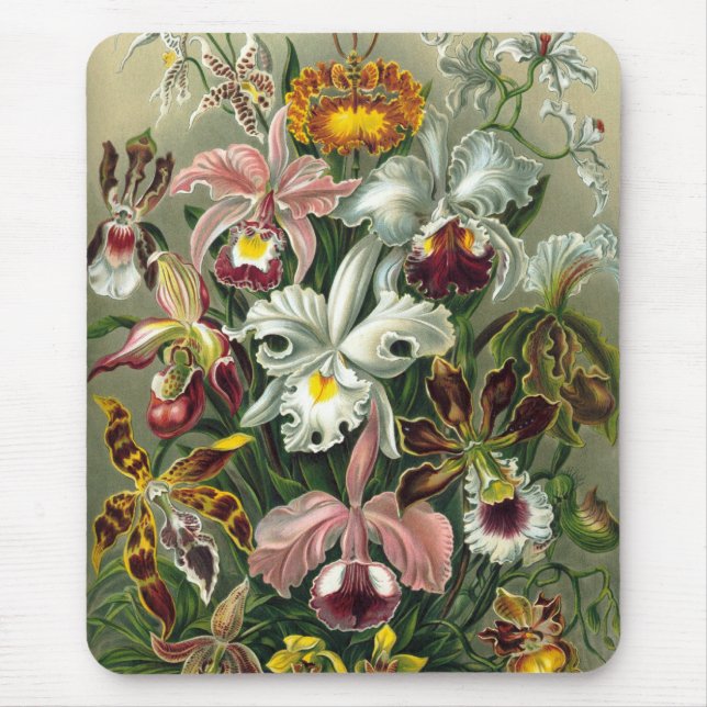 Tapis De Souris Haeckel (Devant)