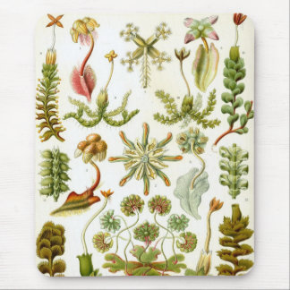 Tapis De Souris Haeckel