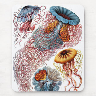 Tapis De Souris Haeckel