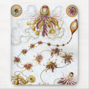 Tapis De Souris Haeckel