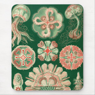 Tapis De Souris Haeckel