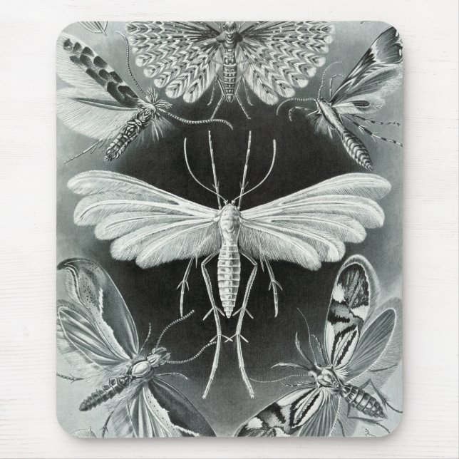 Tapis De Souris Haeckel Moths (Devant)