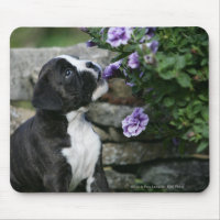Halètement de chien de boxeur