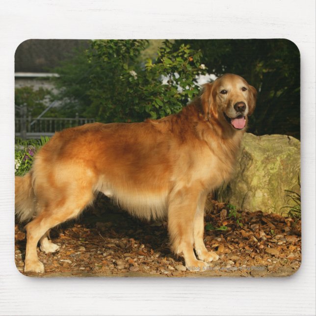 Tapis De Souris Halètement de golden retriever (Devant)