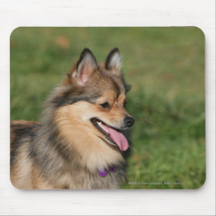 Tapis De Souris Halètement de Headshot de Pomeranian