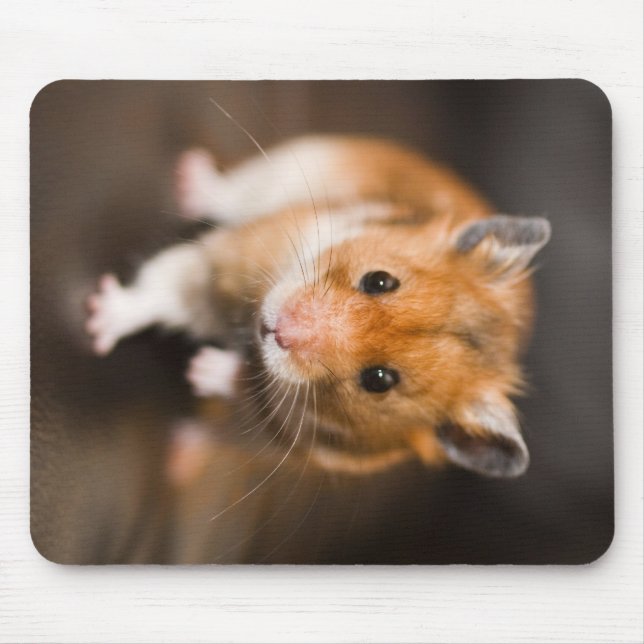 Tapis De Souris Hamster (Devant)