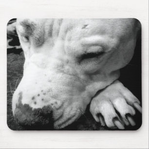 Tapis De Souris harry potier cicatrice chien blanc pit bull