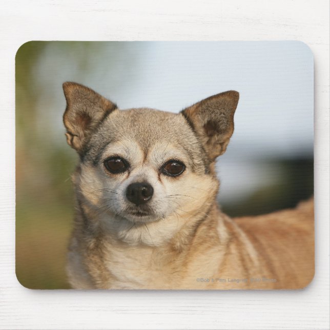 Tapis De Souris Headshot de chiwawa (Devant)
