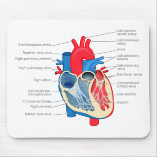 Tapis De Souris Heart_Anatomy