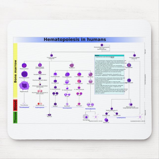 Tapis De Souris Hématopoïèse du diagramme chez l'humain Cellules s (Devant)
