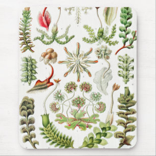 Tapis De Souris Hepaticae Lebermoose by Ernst Haeckel