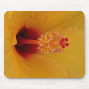Tapis De Souris Hibiscus