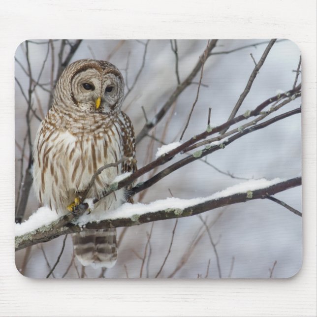 Tapis De Souris Hibou barré avec chutes de neige légères (Devant)