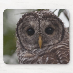 Tapis De Souris Hibou barré de jeune (varia de Strix)
