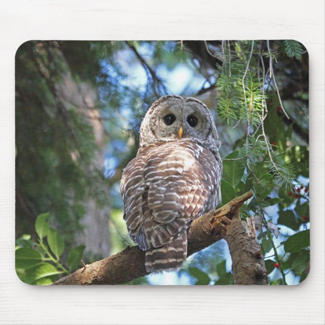 Tapis De Souris Hibou de huée sauvage regardant fixement dans la (Devant)