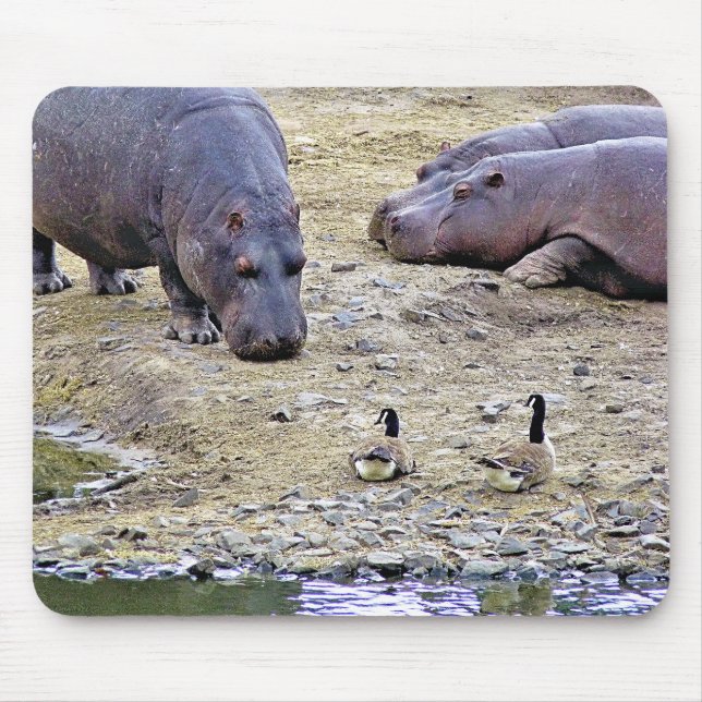 TAPIS DE SOURIS HIPPOS (Devant)