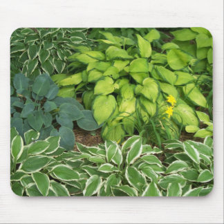 Tapis De Souris Hosta